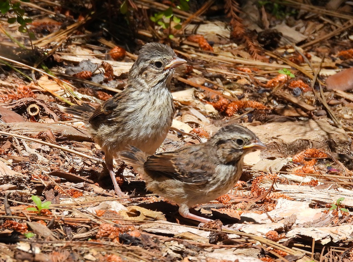 Song Sparrow - ML623618458