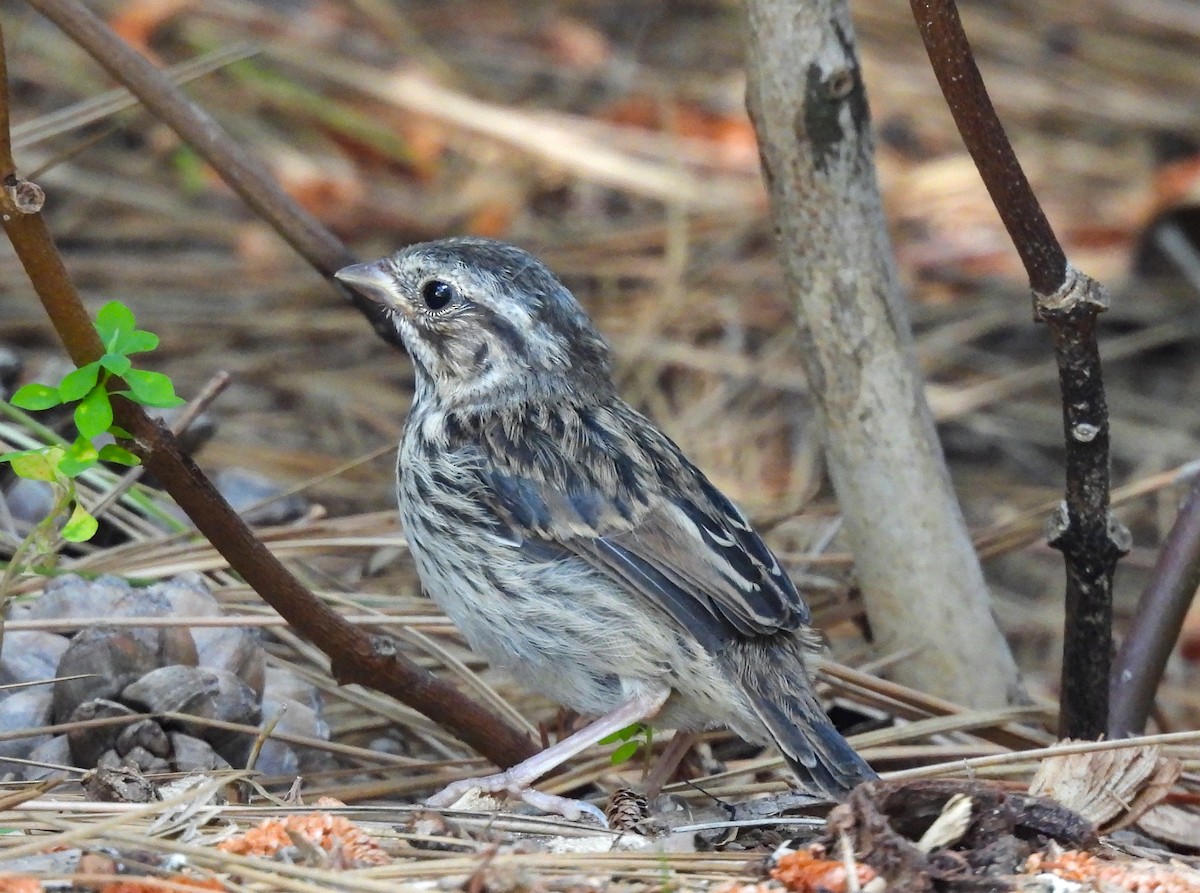 Song Sparrow - ML623618460