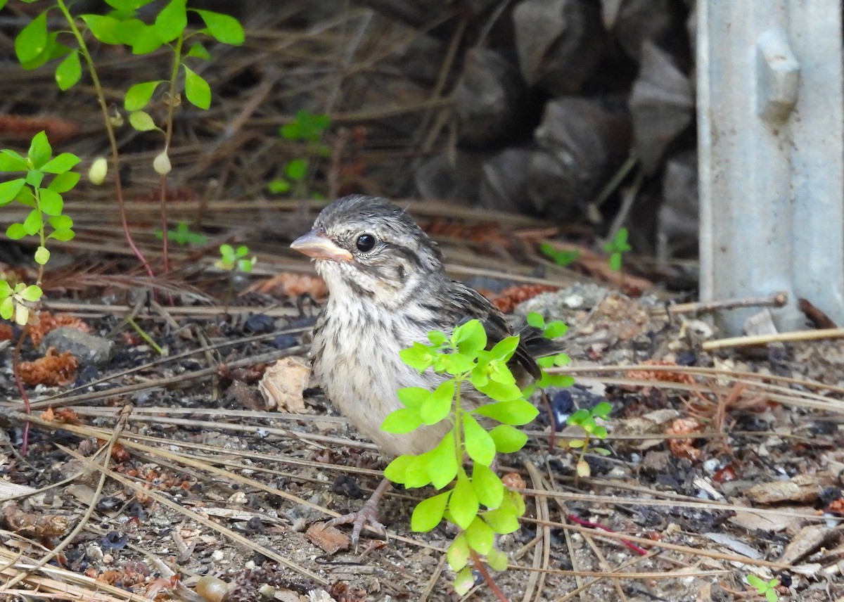 Song Sparrow - ML623618461