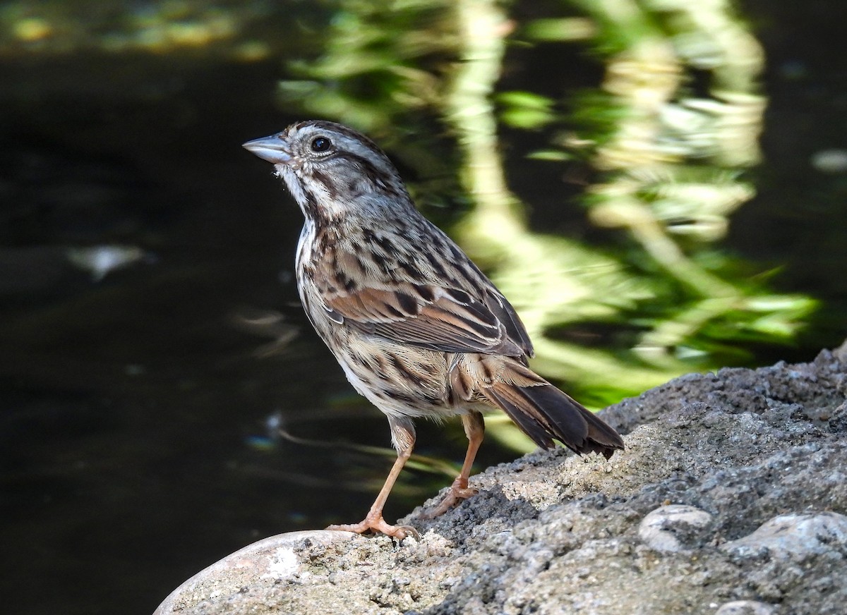 Song Sparrow - ML623618462