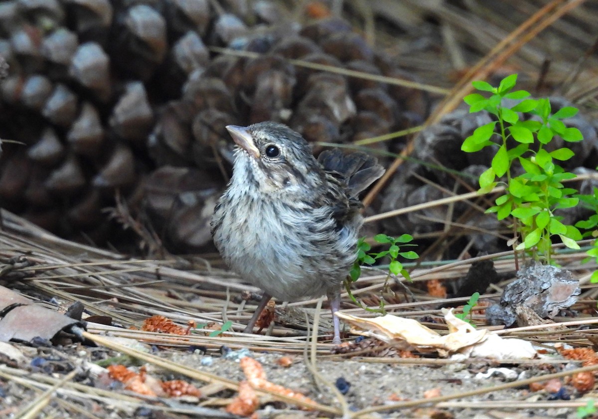 Song Sparrow - ML623618463