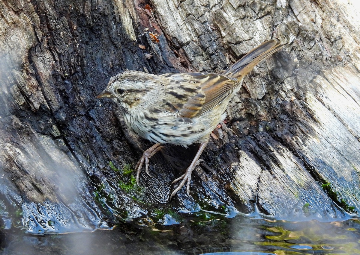 Song Sparrow - ML623618464