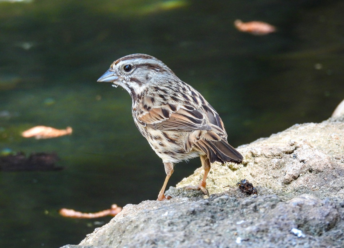 Song Sparrow - ML623618465