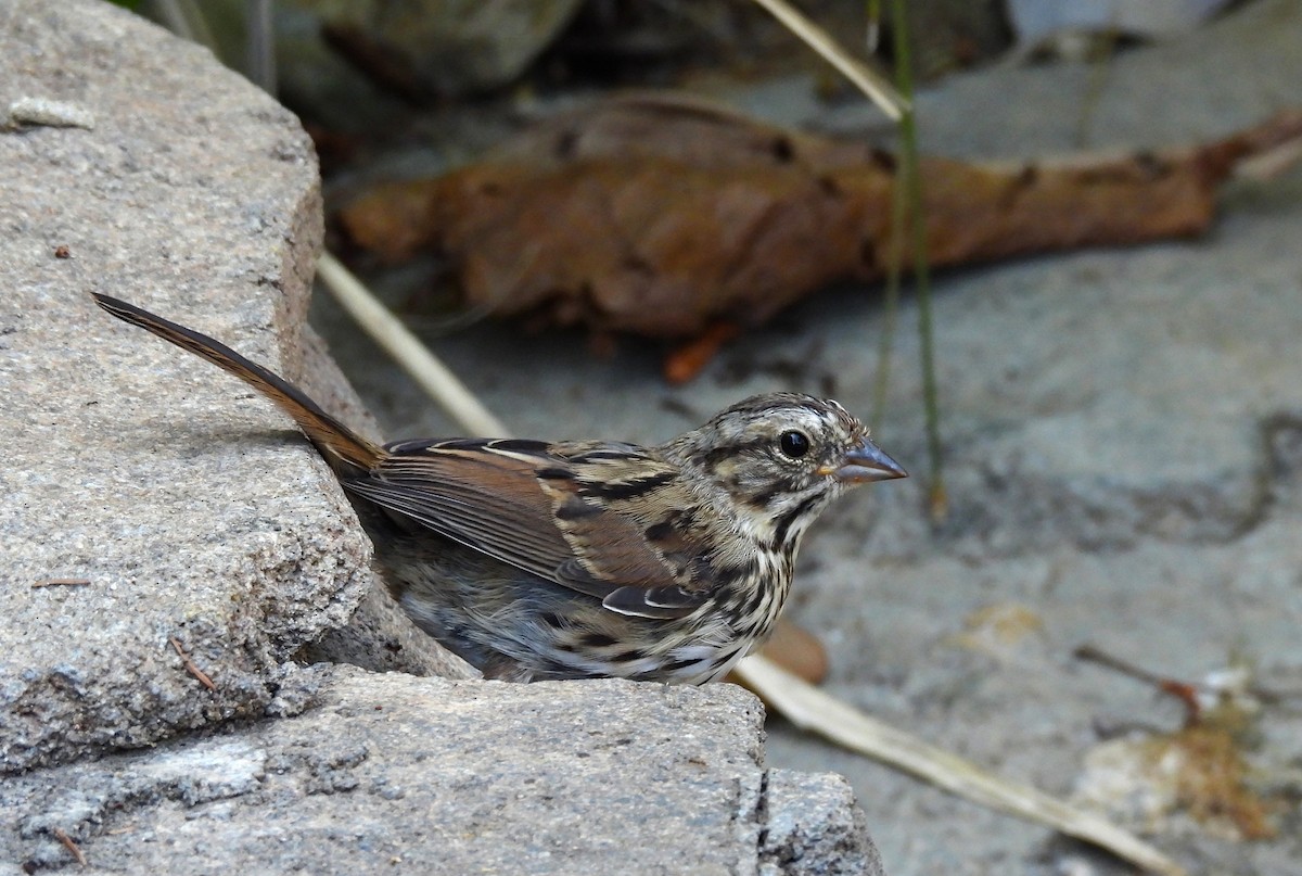 Song Sparrow - ML623618466