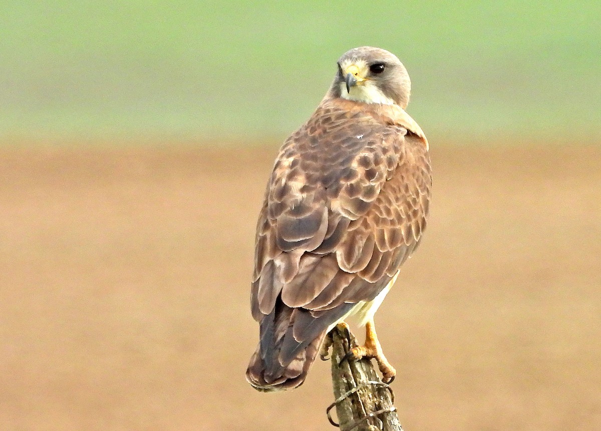 Swainson's Hawk - ML623618469