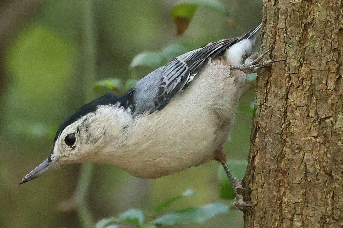 White-breasted Nuthatch - ML623618485