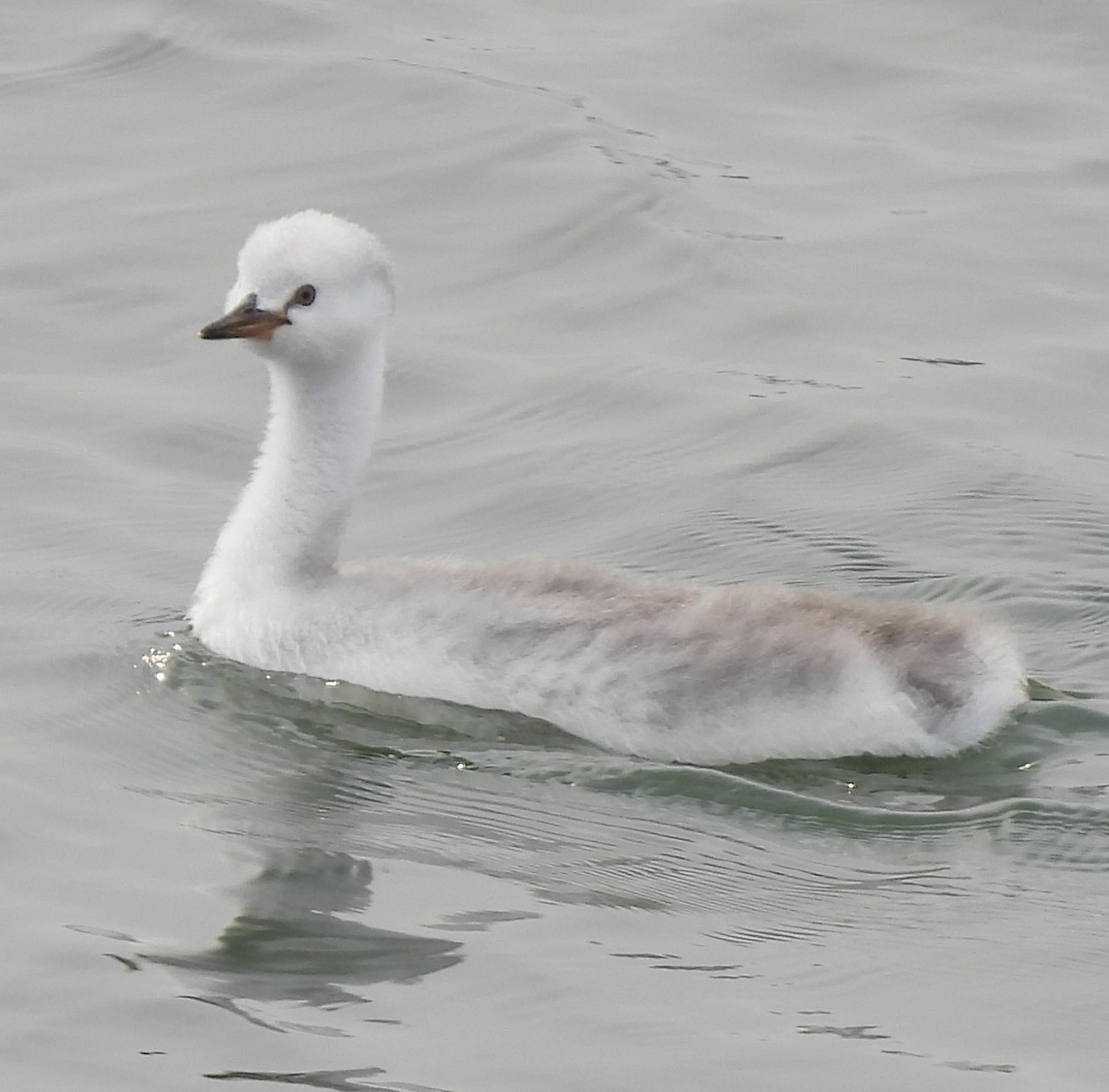 Grèbe à face blanche - ML623618487