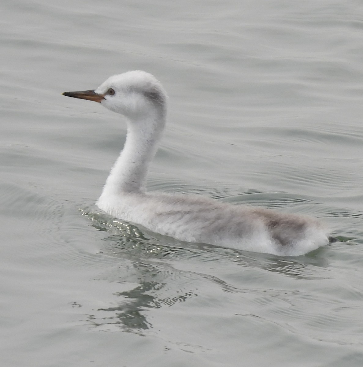 Clark's Grebe - ML623618488