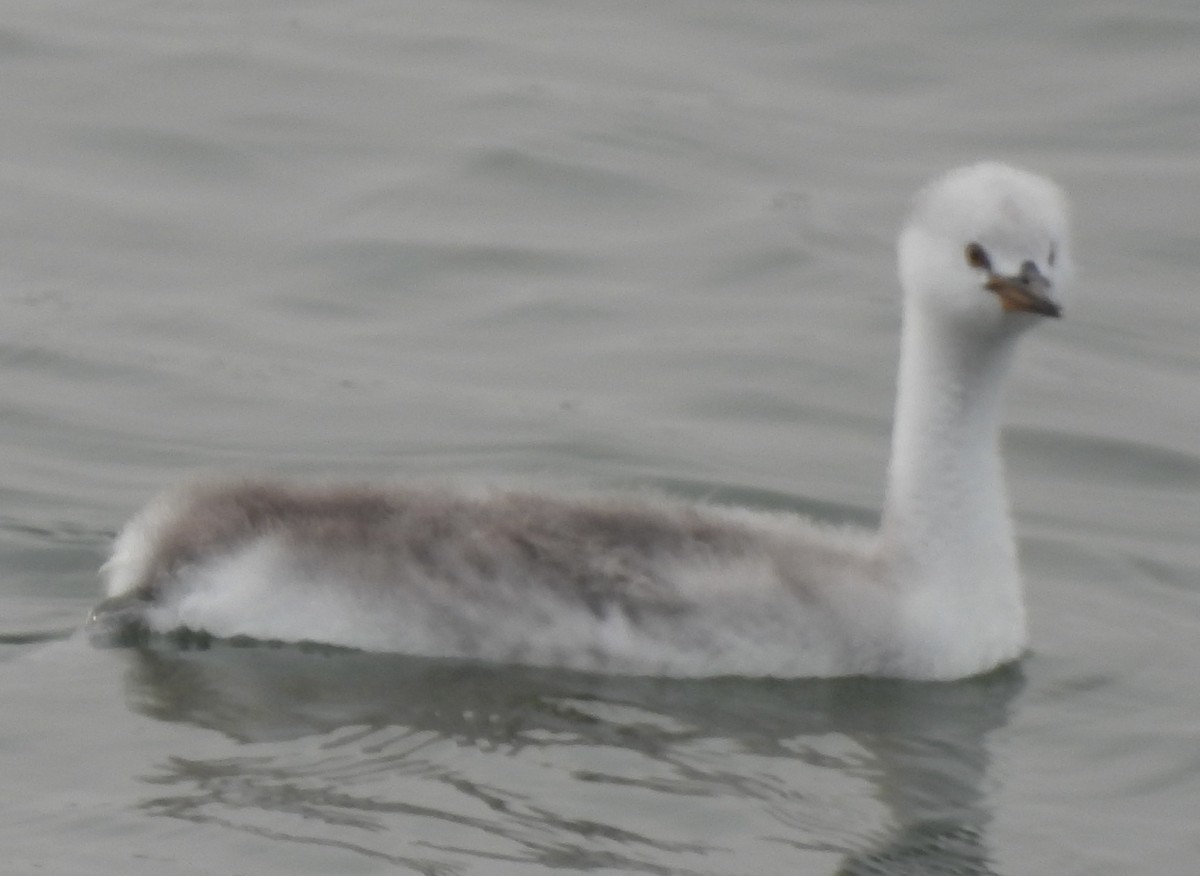 Clark's Grebe - ML623618489