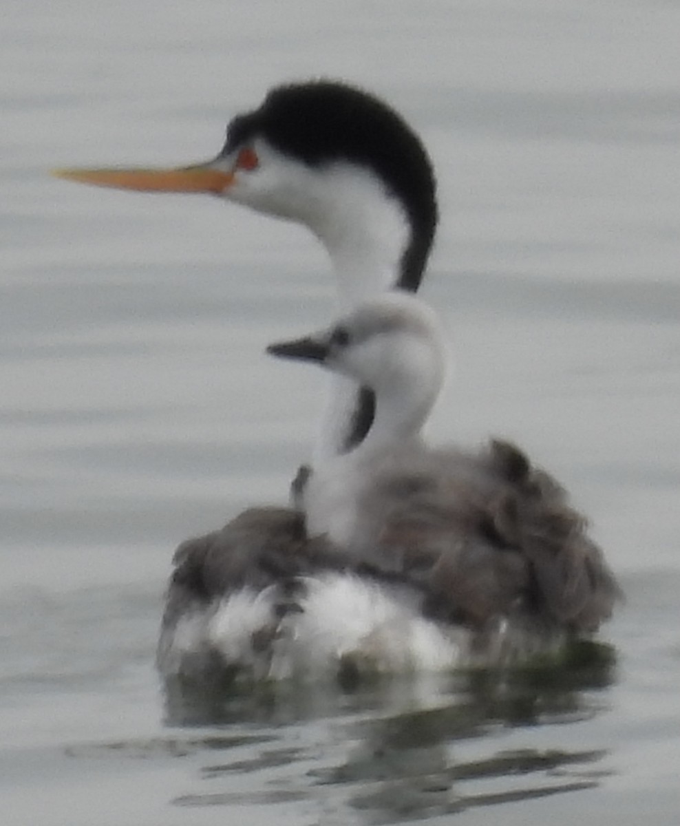 Clark's Grebe - ML623618490