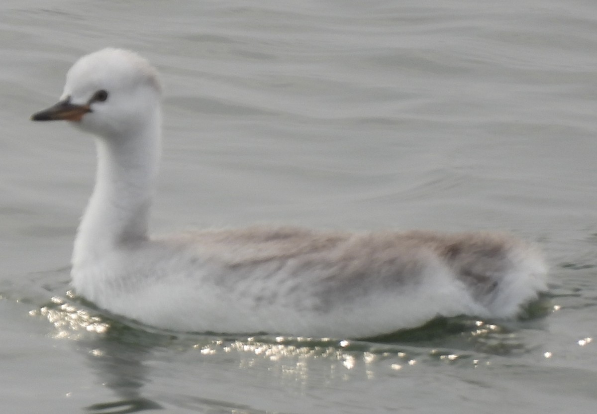 Clark's Grebe - Denise Hughes