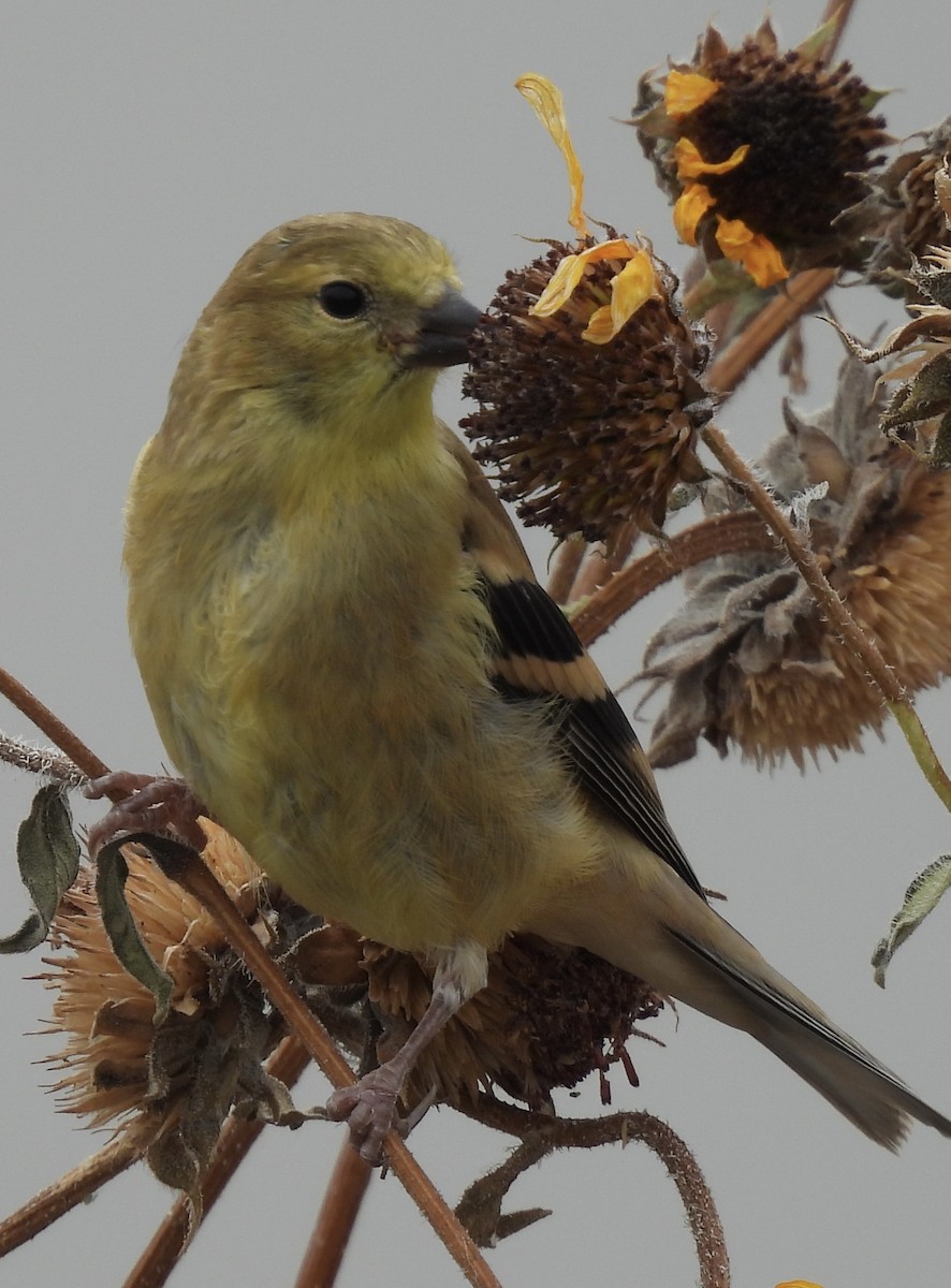 Chardonneret jaune - ML623618507