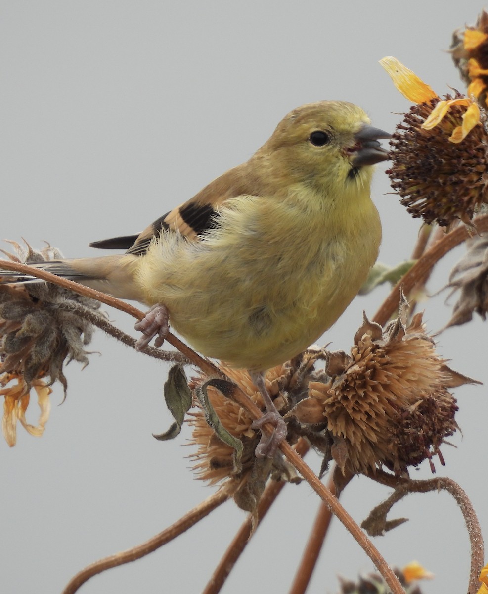 American Goldfinch - ML623618508