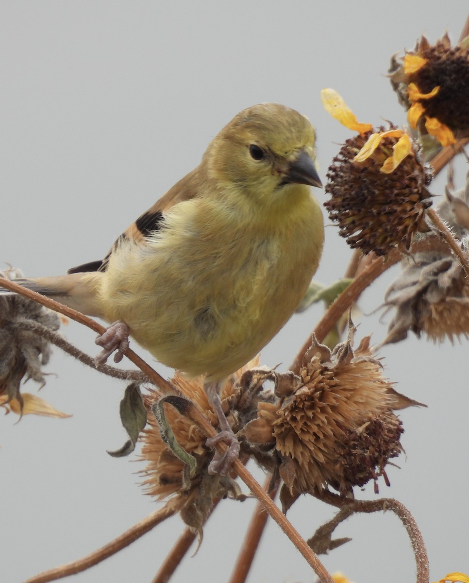 Chardonneret jaune - ML623618509