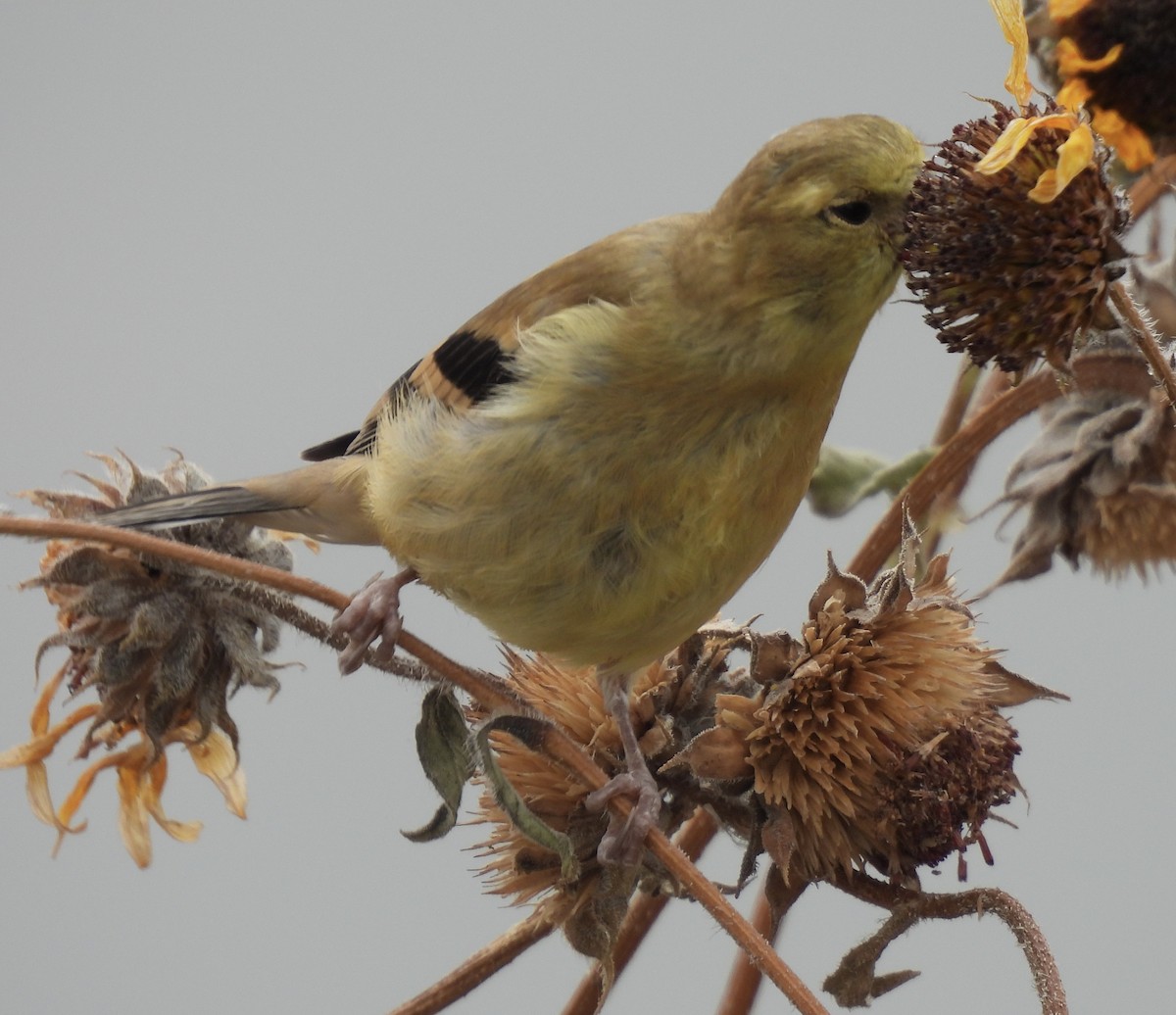 American Goldfinch - ML623618510