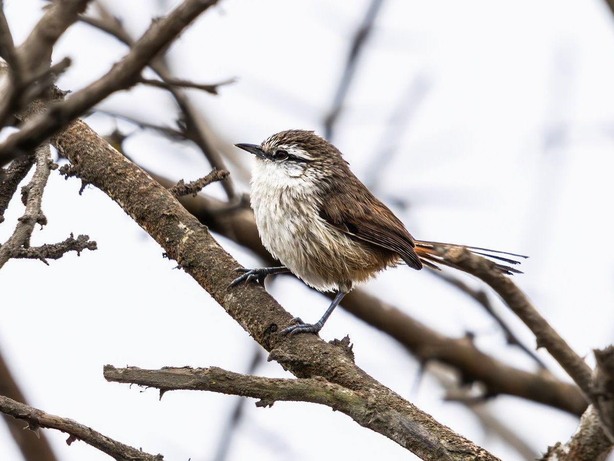 Necklaced Spinetail - ML623618526