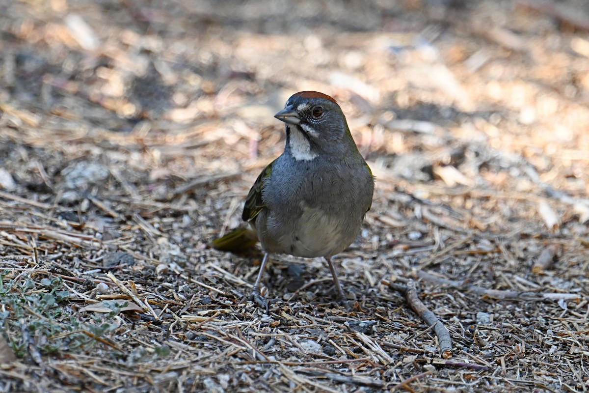 Green-tailed Towhee - ML623618697