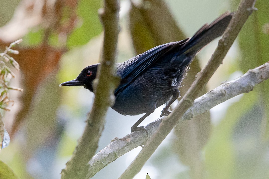 Masked Flowerpiercer - Claudia Andrea Posada Palacio