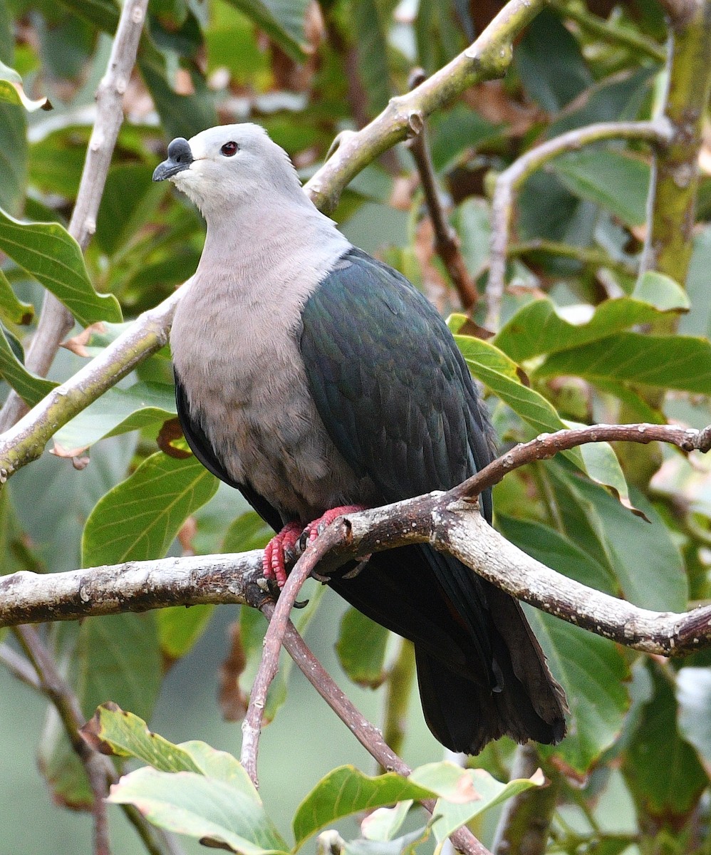 Pacific Imperial-Pigeon - ML623618722