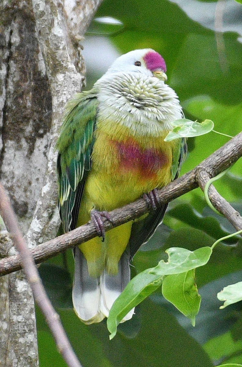 Cook Islands Fruit-Dove - ML623618726