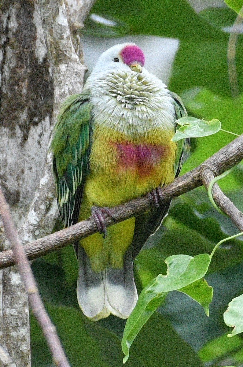 Cook Islands Fruit-Dove - ML623618727