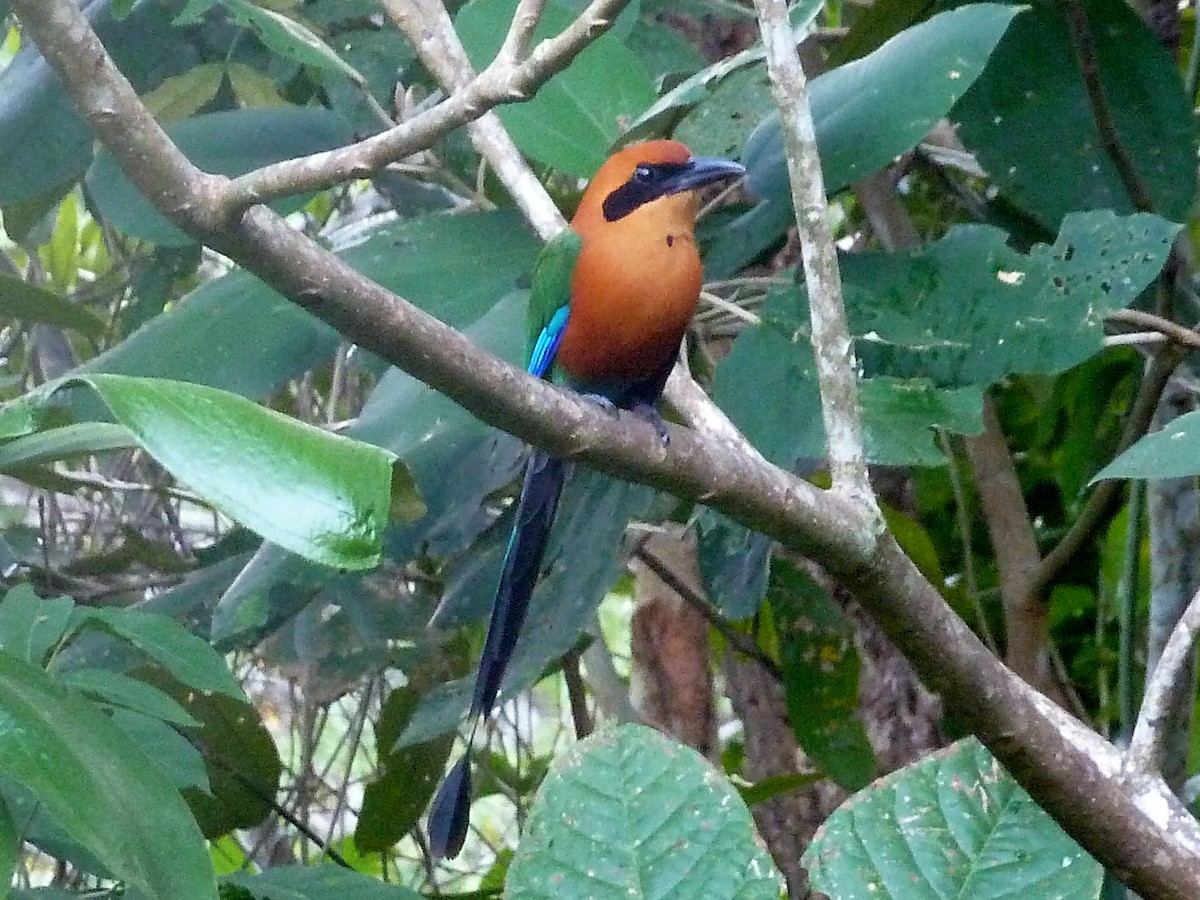 Rufous Motmot - Edward McKen