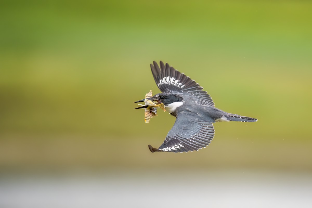 Belted Kingfisher - ML623618754