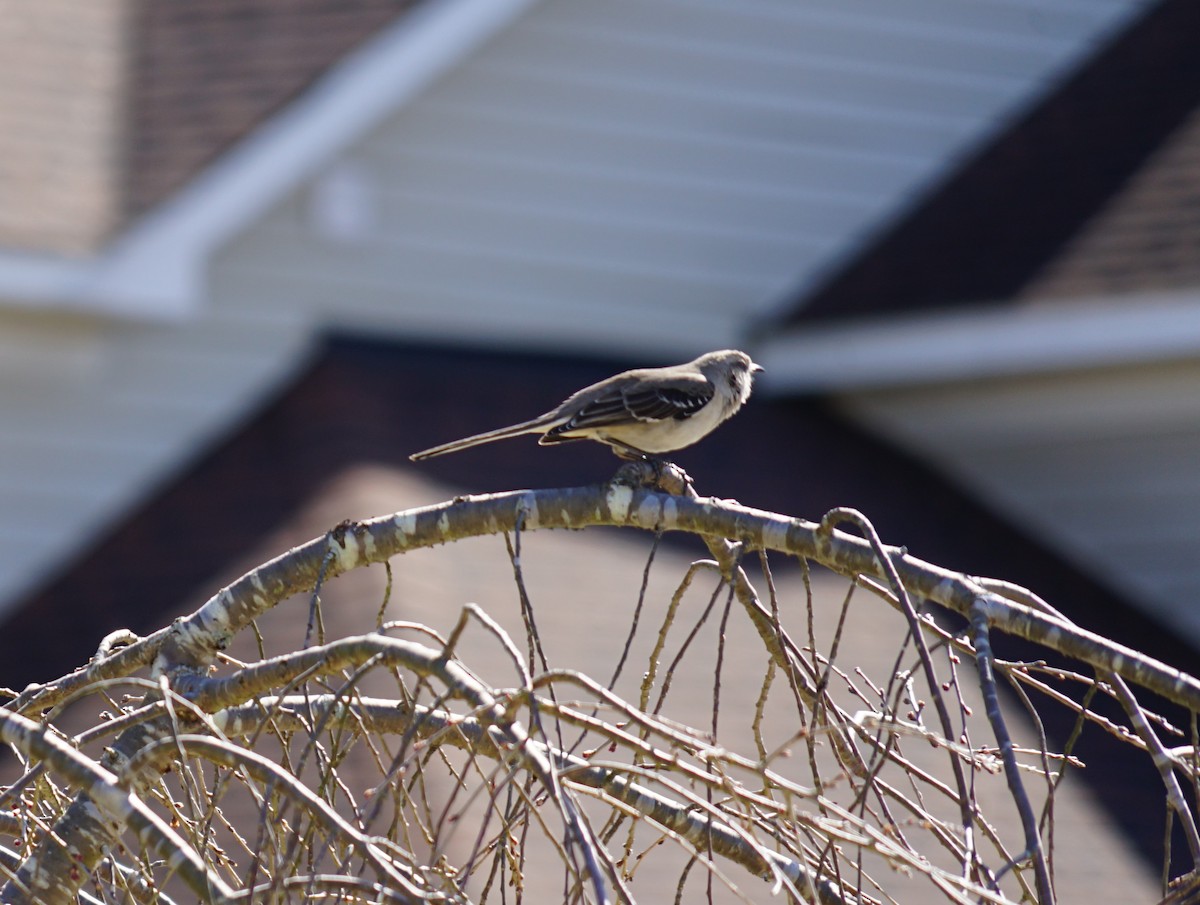 Northern Mockingbird - ML623618755