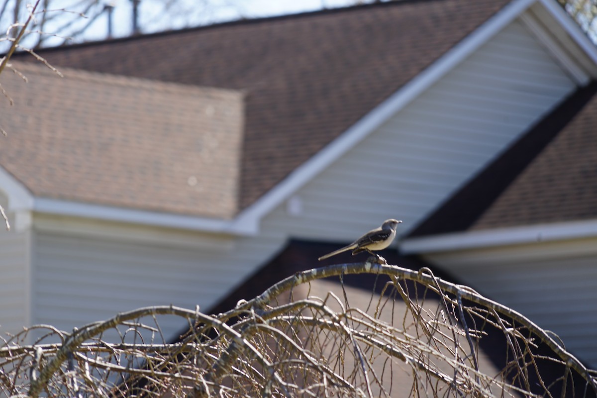 Northern Mockingbird - ML623618756