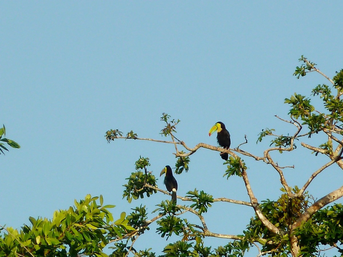 Keel-billed Toucan - ML623618757