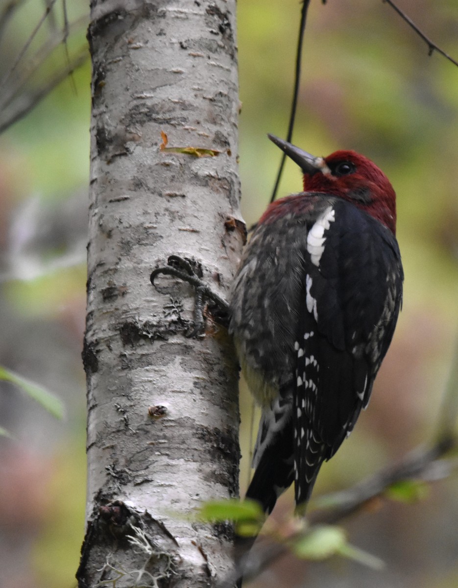 Red-breasted Sapsucker - ML623618808