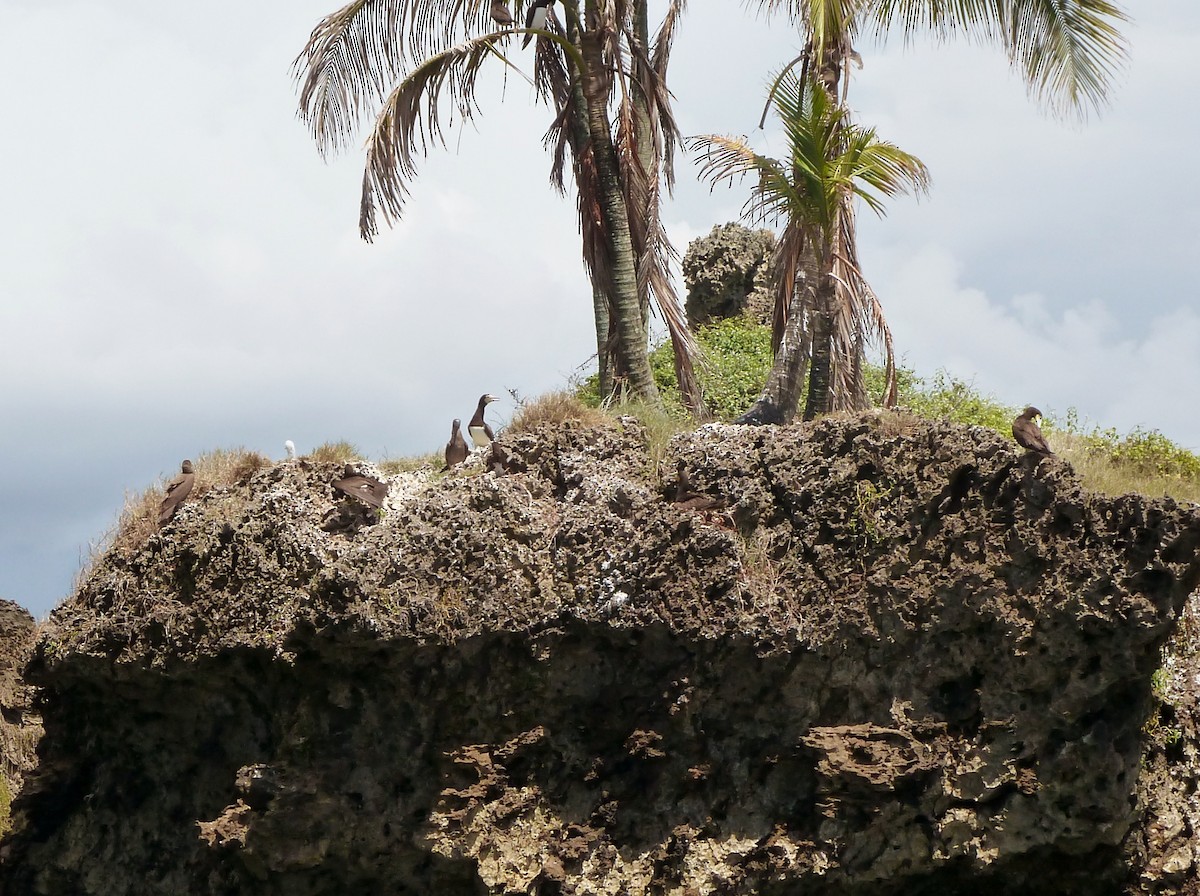 Brown Booby - ML623618811