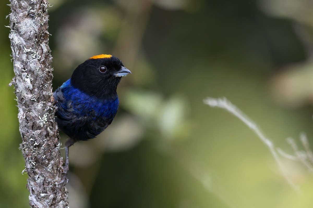 Golden-crowned Tanager - ML623618886