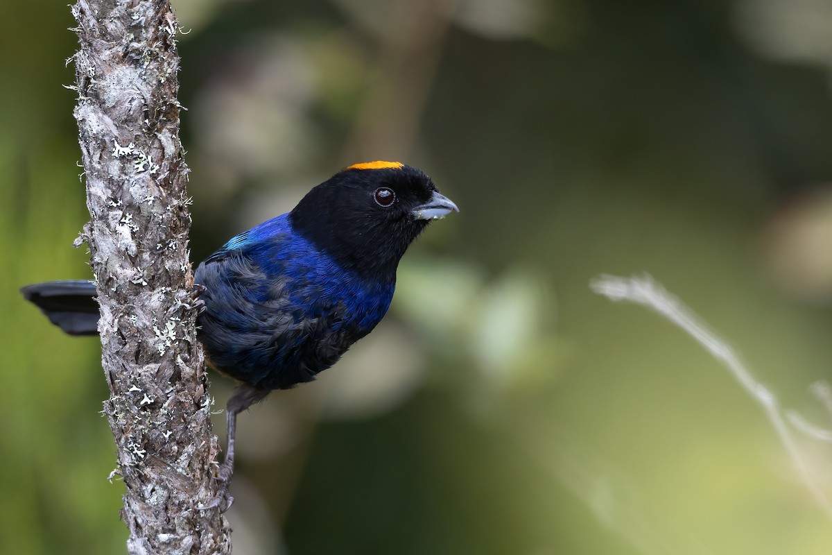 Golden-crowned Tanager - ML623618888