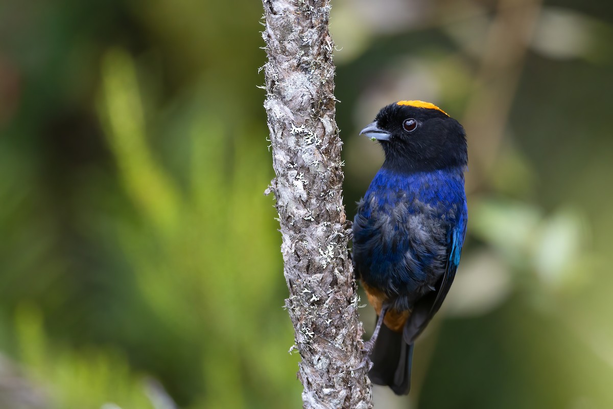 Golden-crowned Tanager - ML623618890