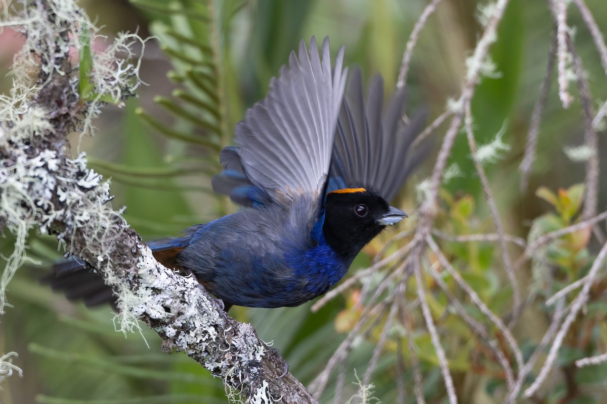 Golden-crowned Tanager - ML623618891