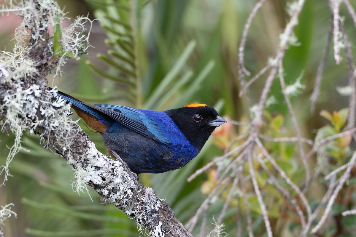 Golden-crowned Tanager - Jhonathan Miranda - Wandering Venezuela Birding Expeditions