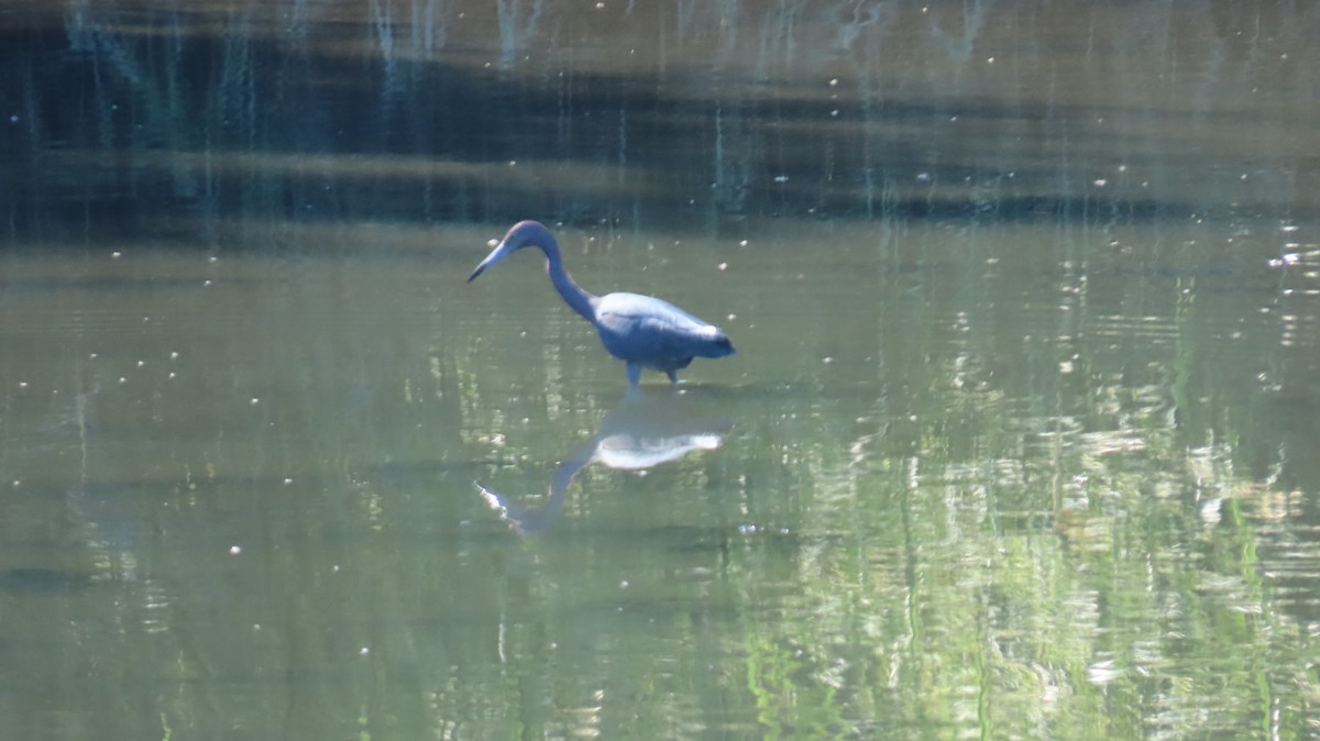 Little Blue Heron - ML623618915