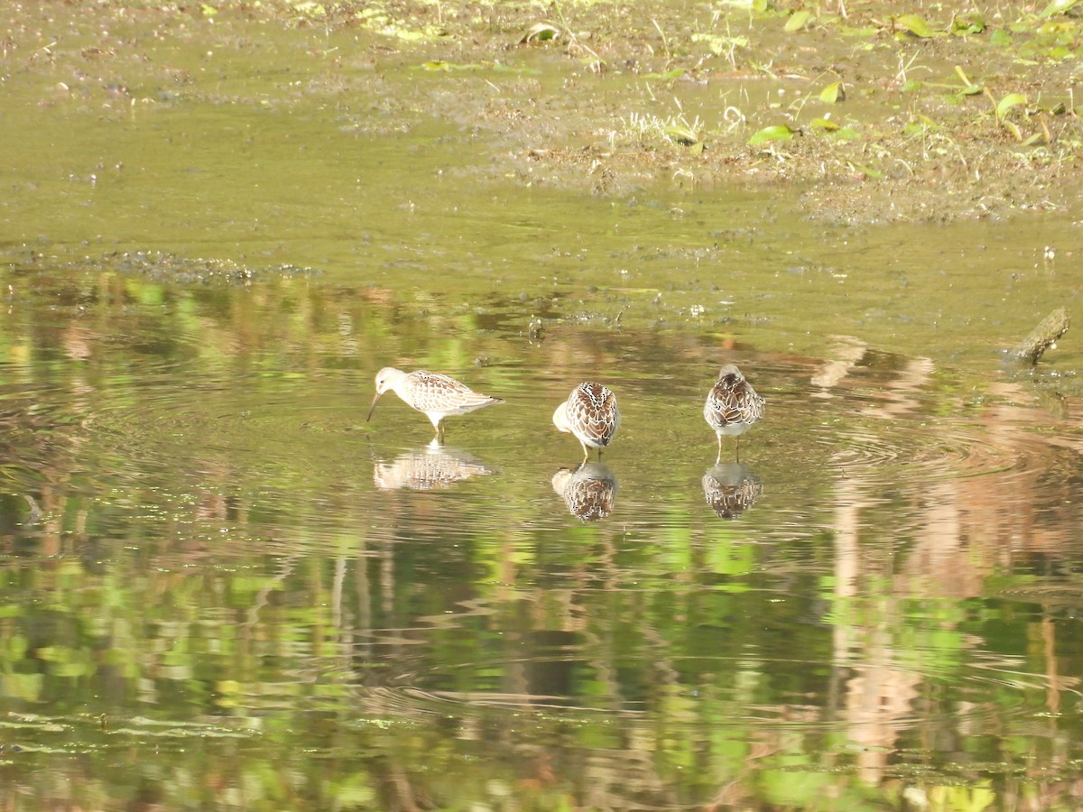 Bindenstrandläufer - ML623618918