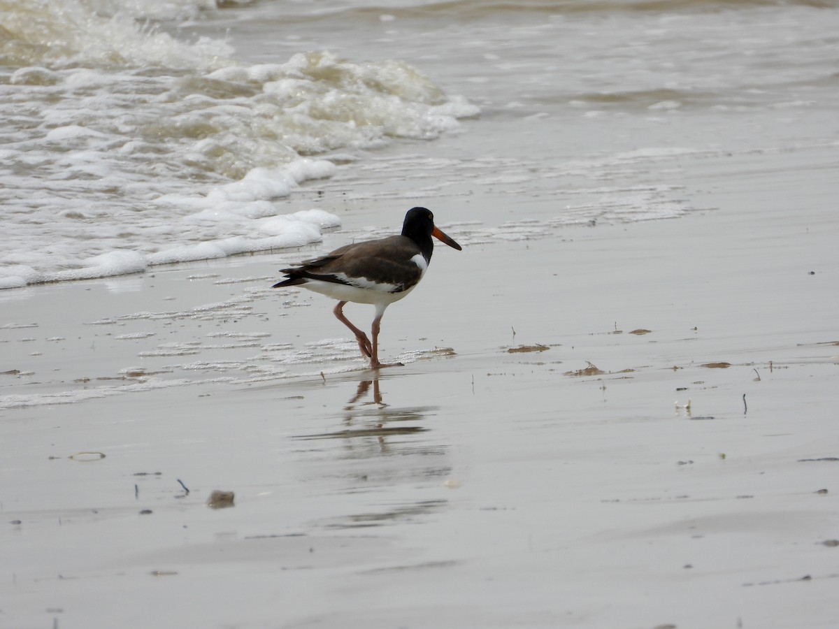 American Oystercatcher - ML623618952