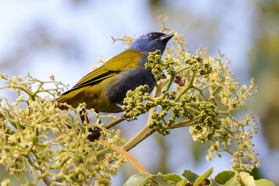 Blue-capped Tanager - ML623618953