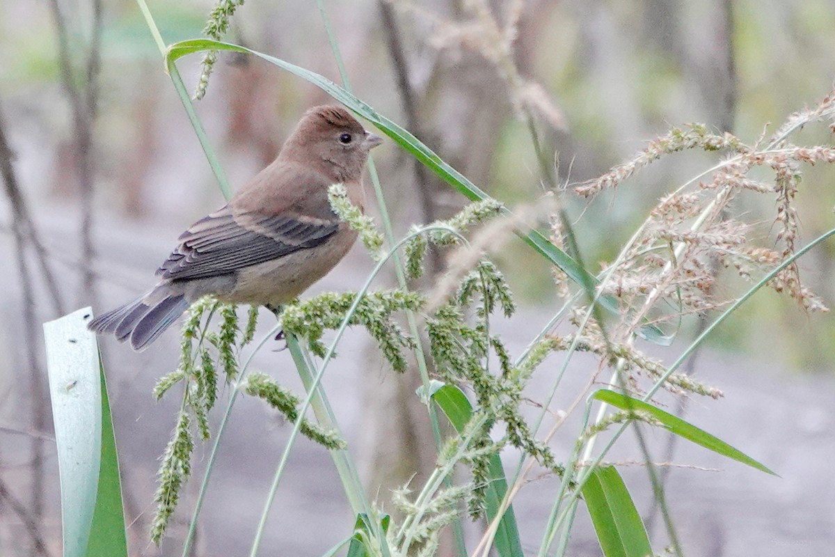 Lazuli Bunting - ML623618965