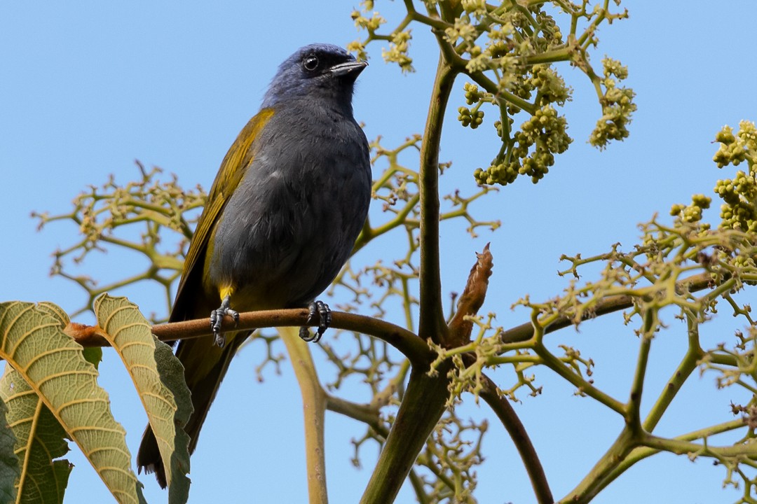 Blue-capped Tanager - ML623618982