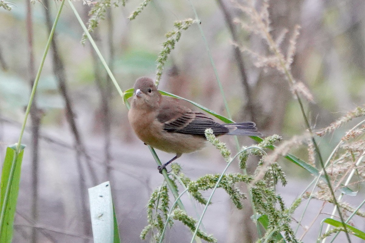 Lazuli Bunting - ML623618984