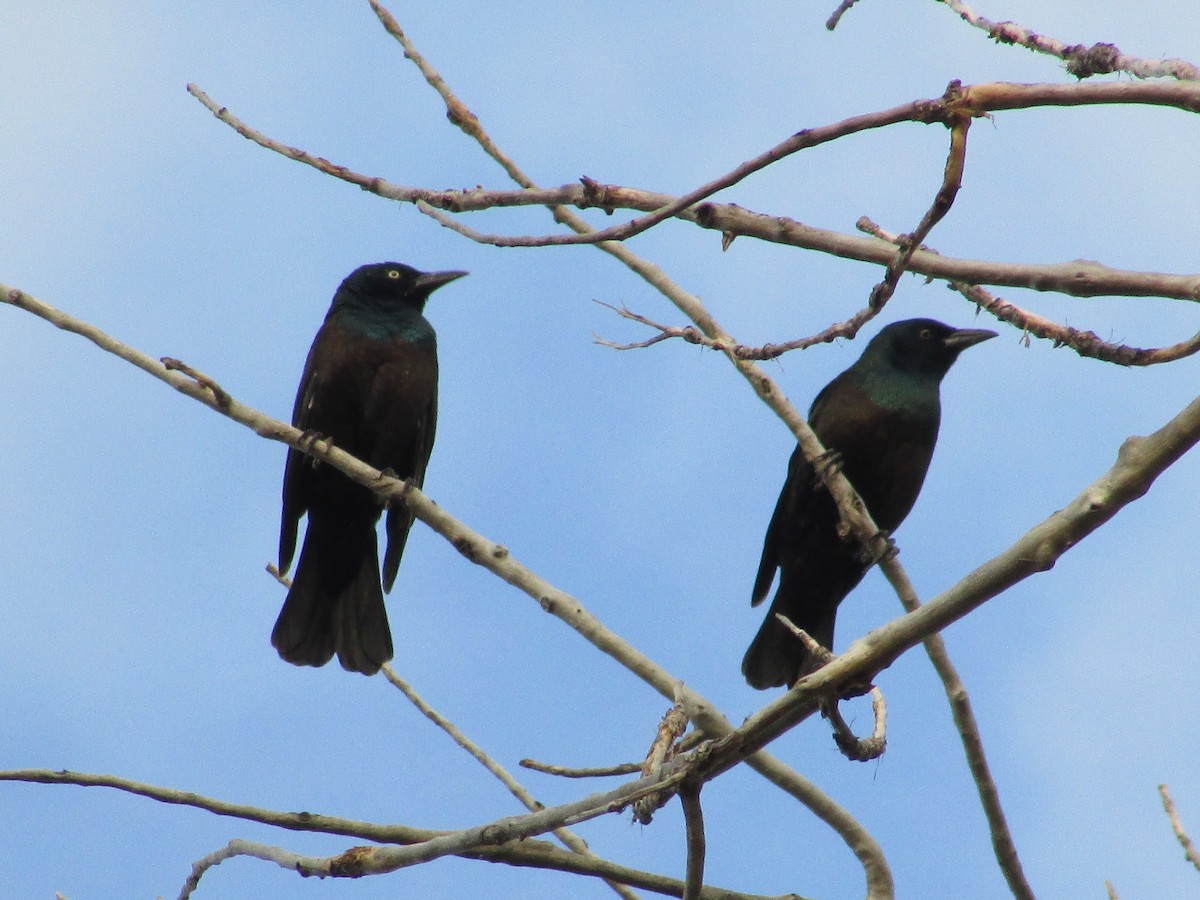 Common Grackle - ML623619000