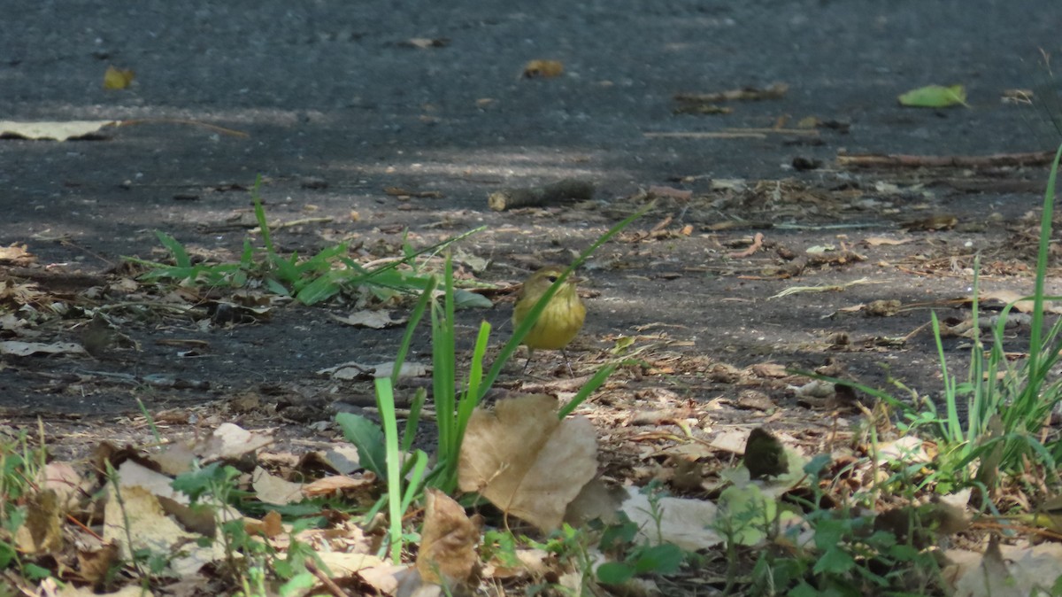 Palm Warbler (Yellow) - ML623619002