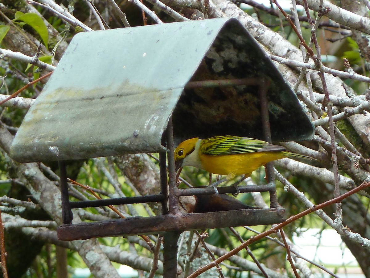 Silver-throated Tanager - ML623619033