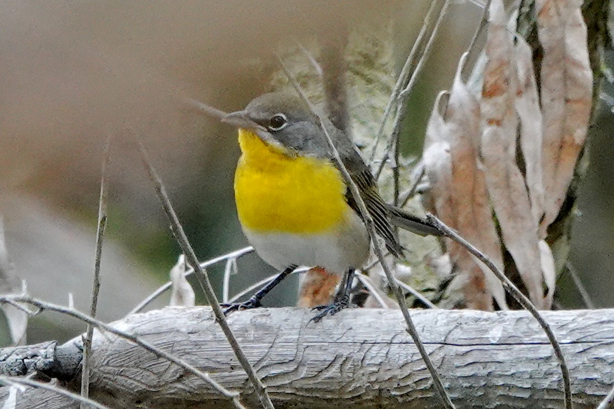 Yellow-breasted Chat - ML623619043