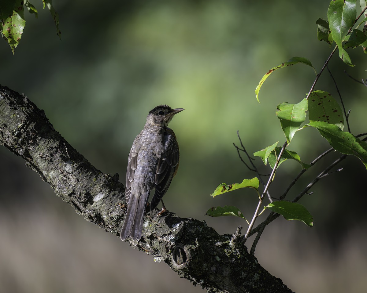 American Robin - ML623619047