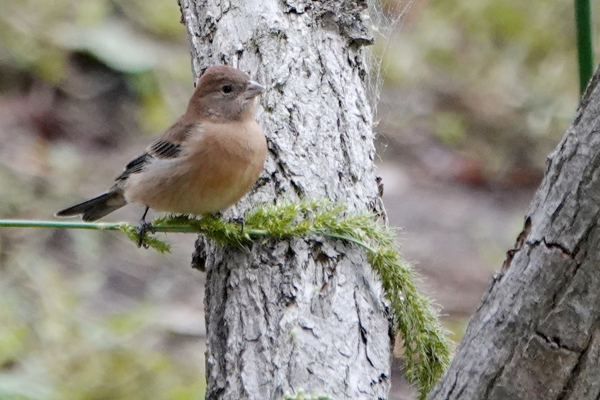 Lazuli Bunting - ML623619068